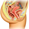 Female Urogenital System