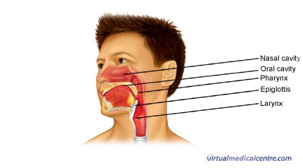 Nasal cavity image