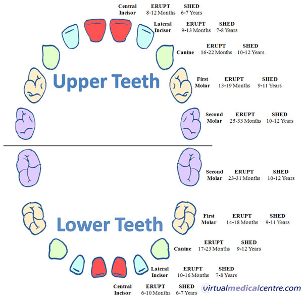 Delayed tooth eruption pathogenesis diagnosis and treatment a literature review