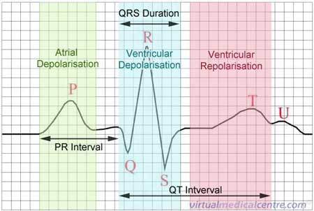 ECG / EKG (Electrocardiogram)
