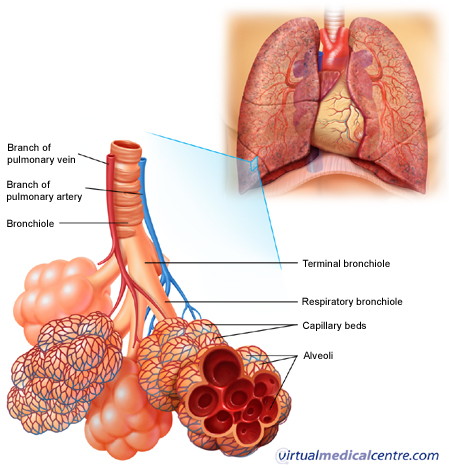 how does the respiratory system help build social relationships