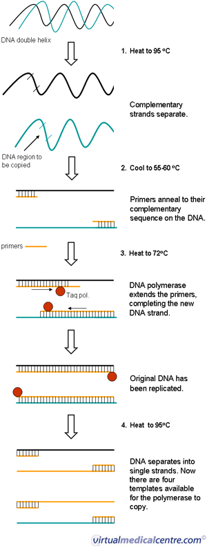 PCR (polymerase chain reaction) information | myVMC