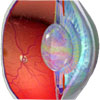Anatomy of the eye and vision