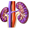 Nutrition in dialysis patients