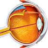 eye anatomy