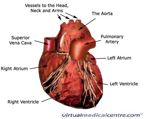 gross anatomy of the human heart exercise 30
