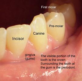 Adult teeth (permanent teeth) anatomy information | myVMC