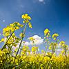 Yellow rapeseed with blue sky.