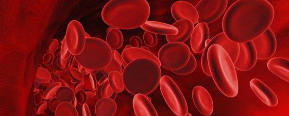 blood cells illustration