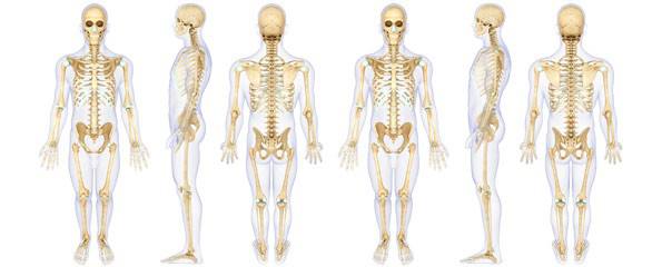 Human skeleton illustration