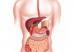 Illustration of human digestive system