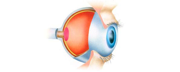 Cross section illustration of anatomy of human eye showing use of optic nerve