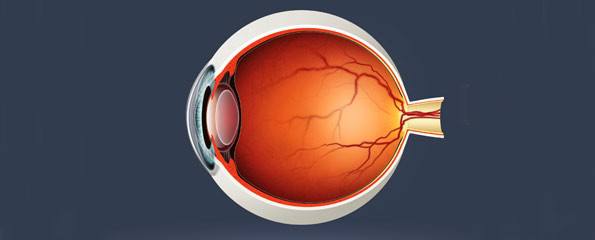 High quality raster illustration of human eye cross section