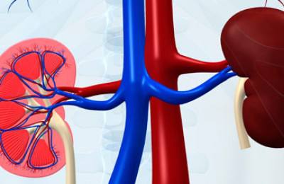 kidney crosssection