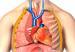 illustration human lungs