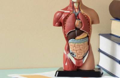 Artificial Model of the human body.