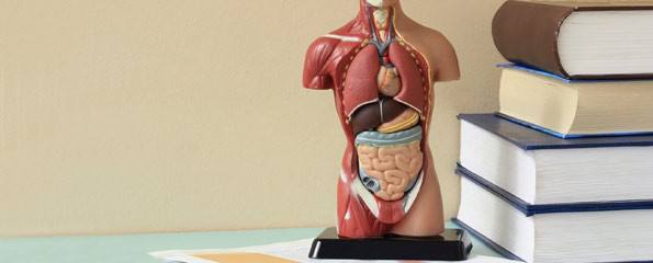 Artificial Model of the human body.