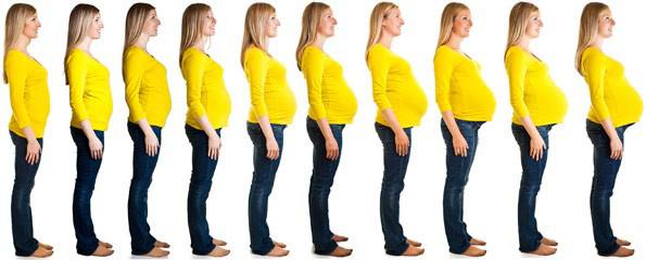 Pregnancy stages collage