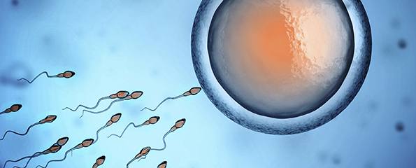 egg_sperm_fertility_life_conception_preg